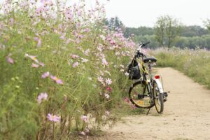 Vélo garé sur un chemin bordé de cosmos en fleurs